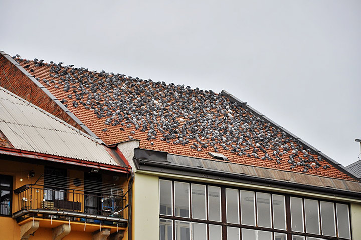 A2B Pest Control are able to install spikes to deter birds from roofs in Maryport. 