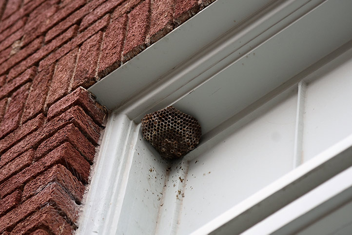 We provide a wasp nest removal service for domestic and commercial properties in Maryport.